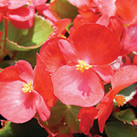 Begonia semperflorens