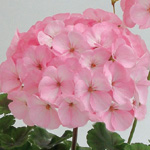 Pelargonium zonale
