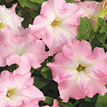 Petunia hybrida grandiflora nana