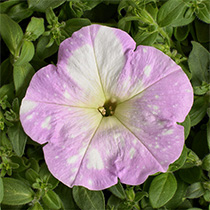 Petunia hybrida multiflora nana Dot Star