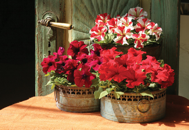 Petunia Hybrida Grandiflora