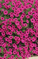 Petunia hybrida