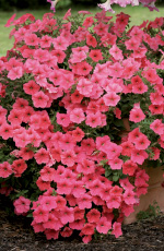 Petunia hybrida