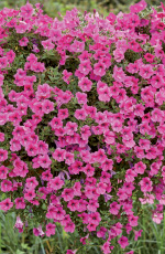 Petunia hybrida
