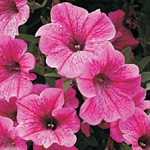 Petunia hybrida