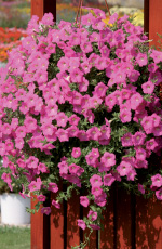 Petunia hybrida