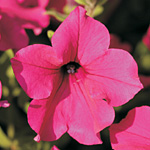 Petunia hybrida