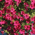 Petunia hybrida
