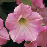 Petunia hybrida