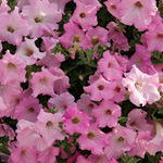 Petunia hybrida