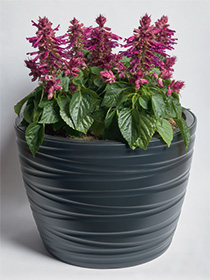 Salvia Splendens Hotbloom