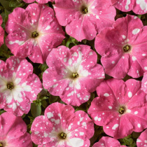 Petunia hybrida multiflora