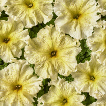 Petunia hybrida grandiflora