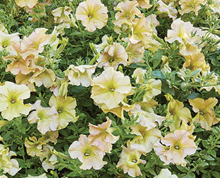 Petunia hybrida grandiflora