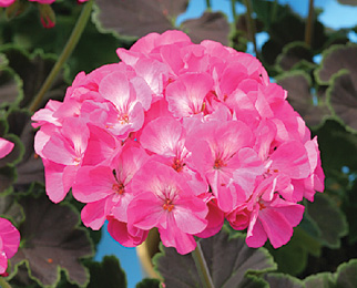 Pelargonium Hortorum