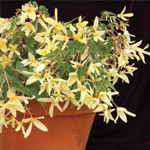 Begonia boliviensis Copacabana Orange