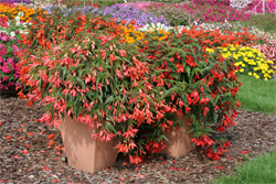 Begonia boliviensis 