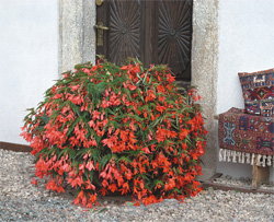 Begonia boliviensis 