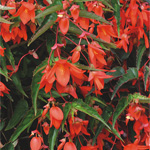 Begonia boliviensis Copacabana Orange