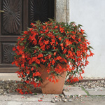 Begonia boliviensis Copacabana Orange