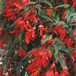 Begonia boliviensis Copacabana Red