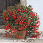 Begonia boliviensis Copacabana Red