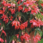 Begonia boliviensis Copacabana Salmon