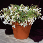 Begonia boliviensis Copacabana White