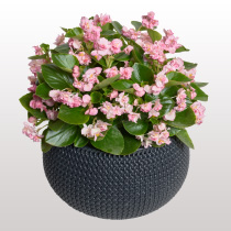 FlowerBall F1 Pink