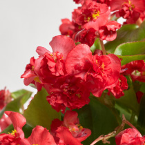 Begonia semperflorens FloweBall