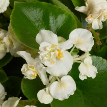 Begonia semperflorens FloweBall