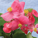 Begonia semperflorens