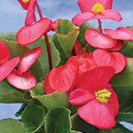 Begonia semperflorens