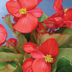 Begonia semperflorens