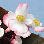 Begonia semperflorens