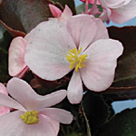 Begonia semperflorens