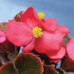 Begonia semperflorens