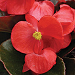 Begonia semperflorens