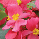 Begonia semperflorens