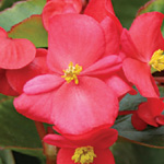 Begonia semperflorens