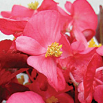 Begonia semperflorens