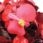 Begonia semperflorens