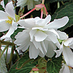 Begonia tuberhybrida pendula multiflora fl. pl.