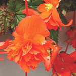 Begonia tuberhybrida pendula multiflora fl. pl.