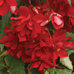 Begonia tuberhybrida pendula multiflora fl. pl.