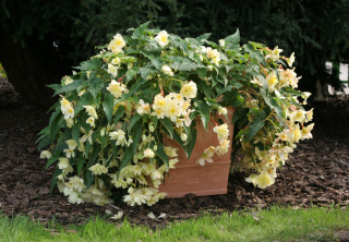 Begonia pendula