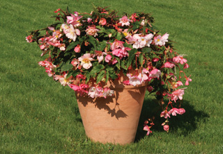 Begonia pendula