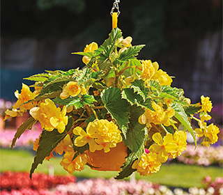 Begonia pendula