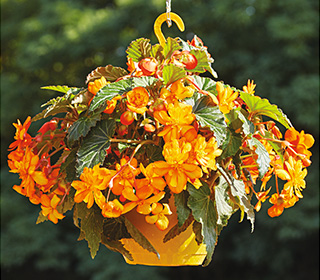 Begonia pendula