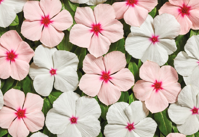 Catharanthus Roseus Vinca